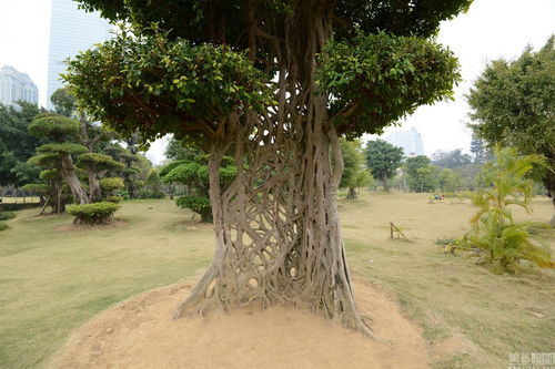 大树网商城网站多少