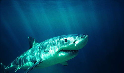 鲨鱼的图片大全真实