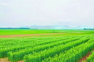 农业致富好项目