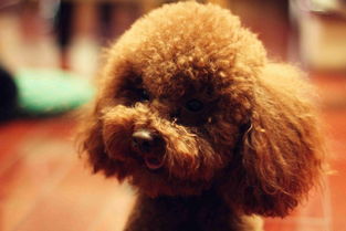 泰迪智商排名国际犬排名第几