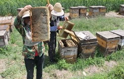 在农村怎么样才能致富