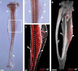人体最坚硬的部分是哪？