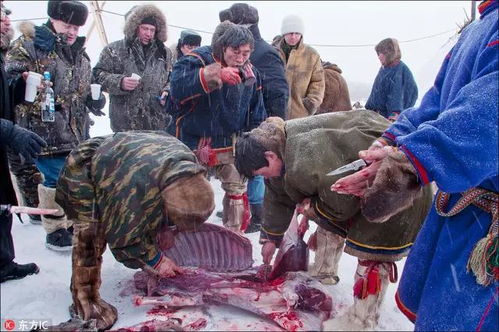 茹毛饮血造句超短，茹毛饮血造句四年级