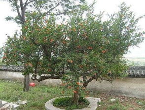 石榴树怎么剪枝图解