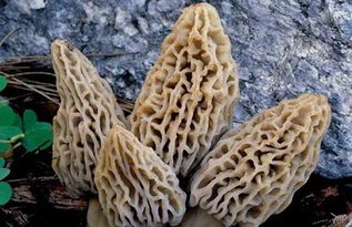 野生羊肚菌的市场价格是多少钱一斤？