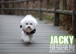 适合家养的小型犬，短毛的，性格温顺的，有哪些品种？