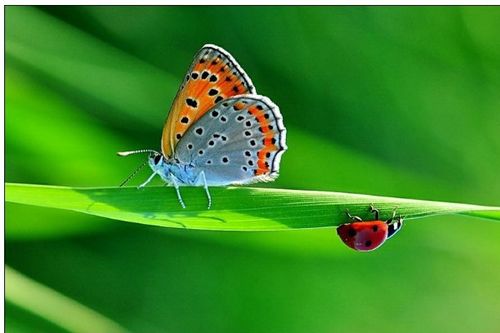 什么是昆虫?常见的昆虫有哪些?