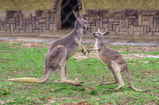 袋鼠的尾巴有什么作用?,袋鼠的尾巴有什么作用?最佳答案是什么?