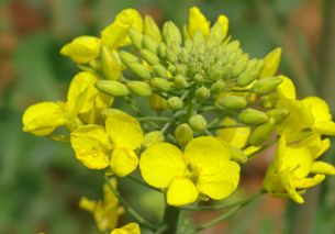 春天赏花的优美句子结尾