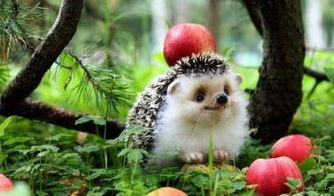 捡到刺猬是什么预兆