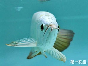 最贵的鱼是什么鱼?