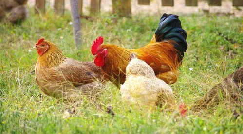 鸡头为什么稳定