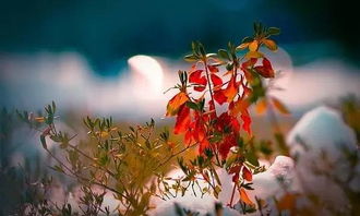 请教一个字，在字典里怎么找也找不到