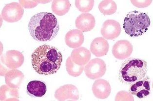 红细胞的作用与功能