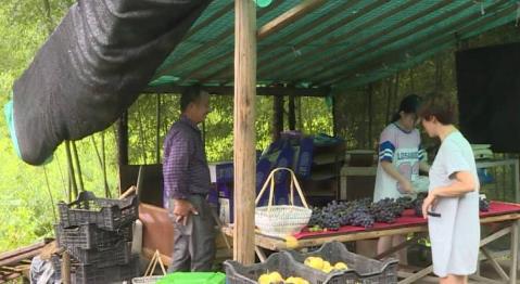 现在农村种植什么最赚钱