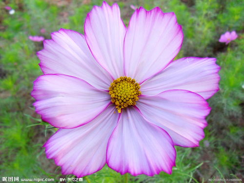 1000种花名大全？