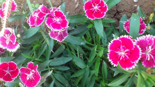 花的名称是什么有哪些？