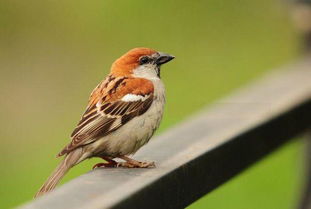 电视剧麻雀里，麻雀到底是谁