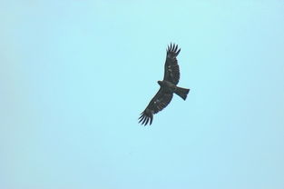 blackhawk轮胎,blackhawk emulation device