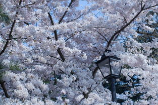 中山有樱雪的线下体验店吗？