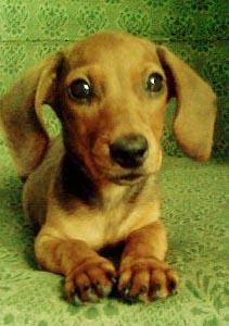 大耳朵狗叫什么