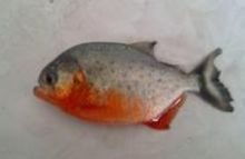 食人鲳的代表物种