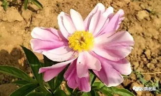 奔腾T77价格高不高？质量怎么样？