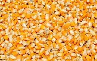 老玉米钓鱼泡制方法及配方视频