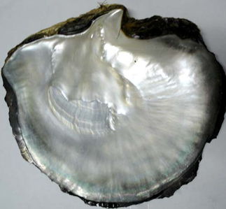 梦到自己在捡贝壳,但是是黑贝壳。很大还是从淤泥里