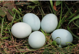 绿壳鸡蛋和普通鸡蛋哪个好