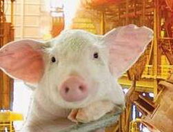 网易养猪场的建设过程