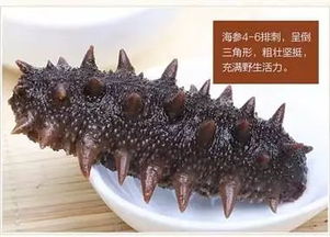 海参怎么分辨野生和养殖的