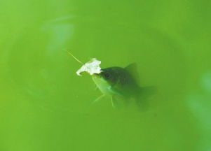 一叶障目的寓意