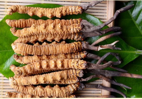虫草的食用方法？