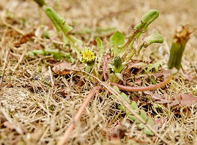 蒲公英根的功效与作用泡水喝的功效