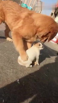 “记者”和“狗仔”两者的区别？