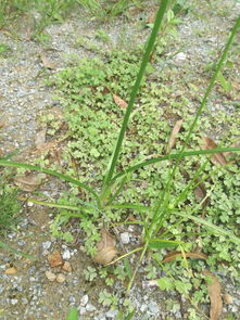 种草是什么意思？