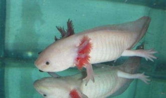 六角龙鱼正确的喂食方法