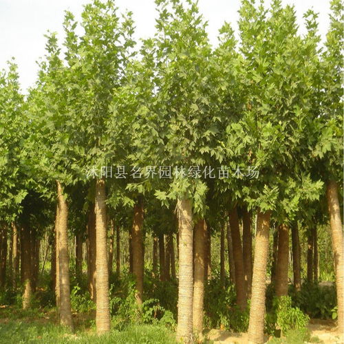 梧桐树保险经纪有限公司,梧桐树保险经纪有限公司靠谱吗