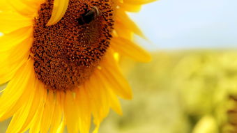 葵花软件是干什么的