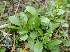 马兰头叶及花的图片是怎么样的？