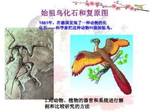 生物的进化是什么？