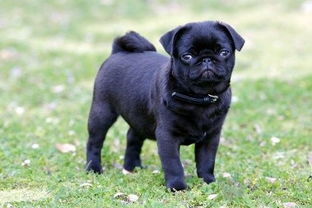 小型短毛犬有哪些？