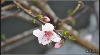 三月都有哪些花开了