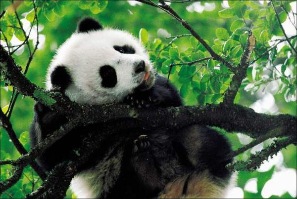cutepanda是什么意思中文