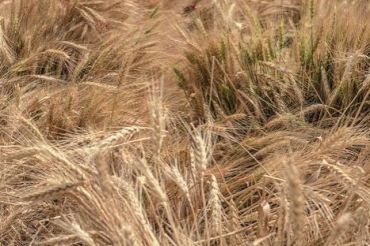 谷草谷丙比值偏低代表什么的原因