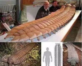 远古蜈蚣虫吃肉吗