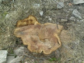 弥留之际是什么意思