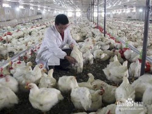 在乡村应该如何致富？