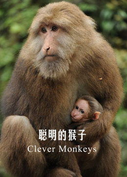 四年级作文《聪明的猴子淘淘》350-400字